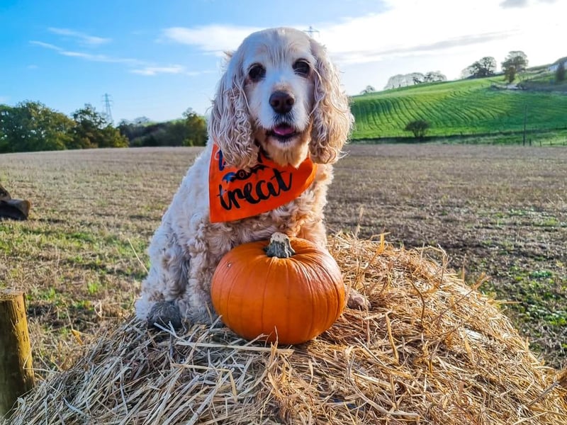Down in Neilston this pumpkin patch is free to book, all you have to do is pay what you pick. As well as picking your own pumpkin for Halloween, visitors can look forward to a play area, an assault course, face painting, glitter tattoos and rock painting. There will also be hot drinks available.

The dates for the 2026 pumpkin picking are 17, 18, 24 and 25 October, 10am-4pm