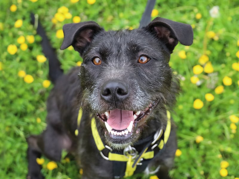 Brontë is a three-year-old Crossbreed who would really suit an active home with people who want to do plenty of activities and training with her. She loves to learn so teaching her new tricks would be easy. She is friendly, but needs a little space until she knows you properly.