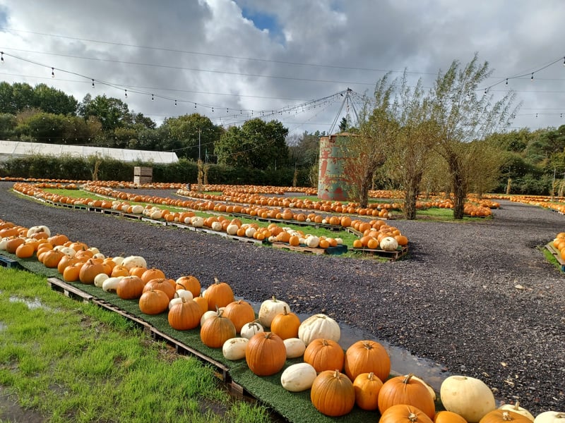 Sunnyfields Farm will be hosting its popular pumpkin patch again this year which it promises will be bigger and better than ever. 
It will start on Saturday, October 10 and be open everyday from 2.30pm until the end of the month.