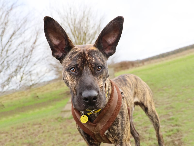 Kaye is a playful one-year-old Italian Corso Cross who is looking for a patient and understanding home. Although initially wary of new people, he warms up after a few meetings - especially if treats are involved. Kaye has made great progress with his training and will thrive in a home where he can continue learning. Once he trusts you, he’s both cuddly and fun-loving.