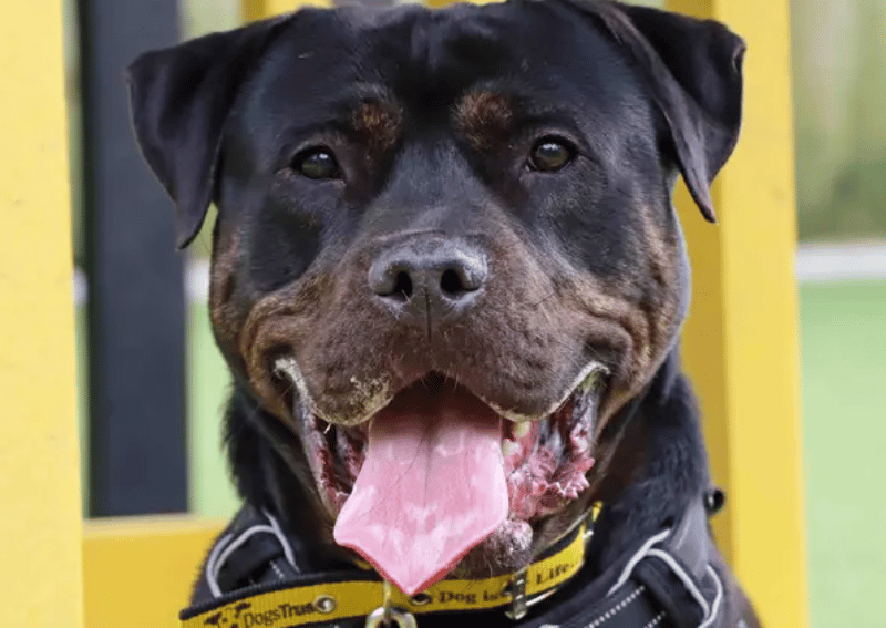 Tank loves spending time with people so would like for his family to be around majority of the day. Anytime required to be by himself can be introduced once settled. Cupboards and bins shouldn’t be easily accessible as Tank does find these too interesting to resist investigating. The home ideally will have a garden with no neighbouring dogs so he can enjoy off lead playtimes.