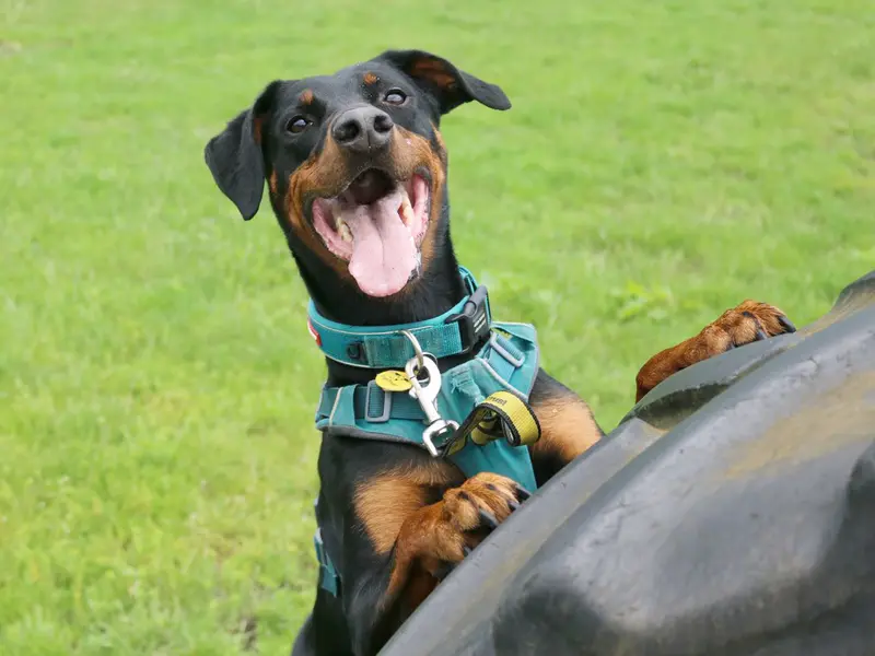 Jupiter is a six-year-old Dobermann Cross who forms a very strong bond with his friends. He can be a bit anxious around new people and places, so his adopters will need to slowly work with the Dogs Trust team to build a bond and prepare him for life in his forever home. He likes to be with his friends all the time, so it will be a little while until he can be built up to any time on his own.