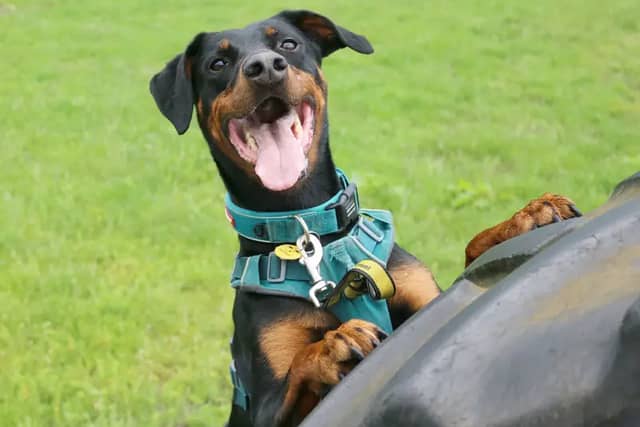 Jupiter is a six-year-old Dobermann Cross who forms a very strong bond with his friends. He can be a bit anxious around new people and places, so his adopters will need to slowly work with the Dogs Trust team to build a bond and prepare him for life in his forever home. He likes to be with his friends all the time, so it will be a little while until he can be built up to any time on his own.