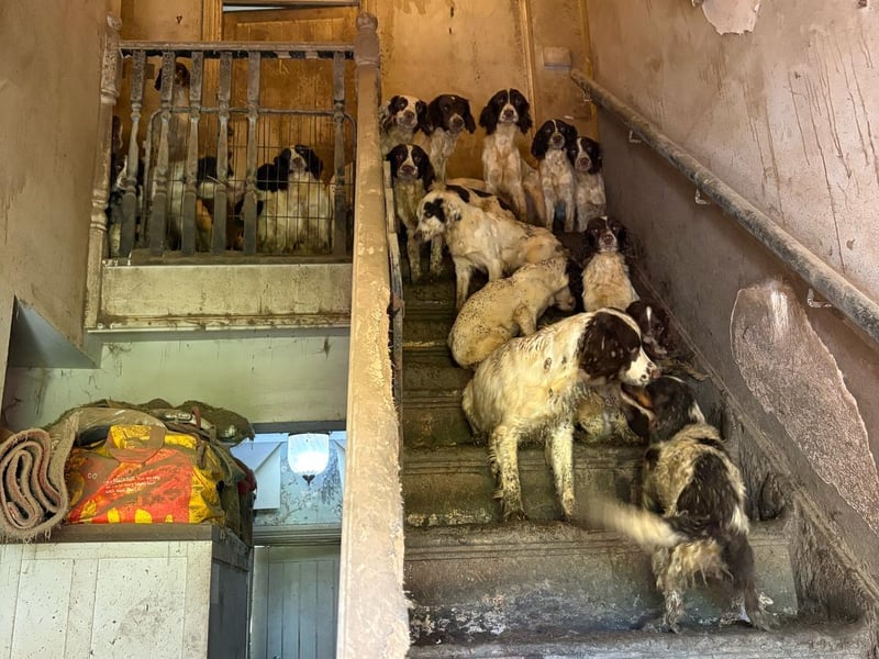 The RSPCA is now sharing some of the happy endings for these dogs over a year after their rescue.