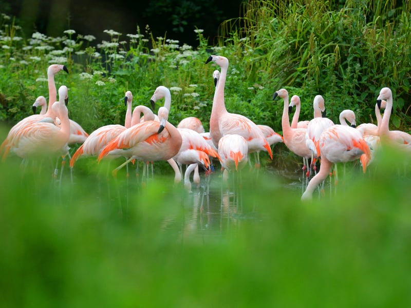 There's a whole host fun at WWT Washington including  daily dragonfly safaris, giant outdoor games, water play and more. There's also pond dipping sessions, moth mornings and more. Check on the WWT website for more.