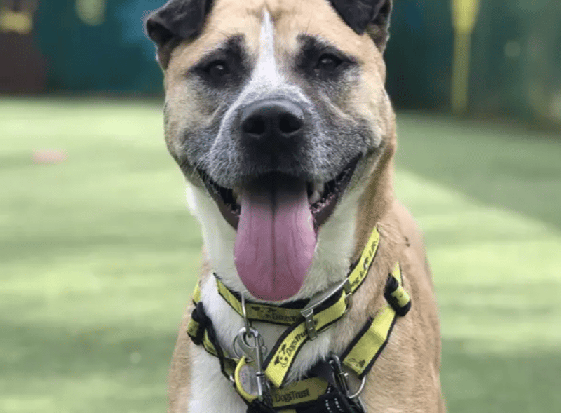 Are you looking for a fun, affectionate and clever companion? Then meet Amber! She’s looking for a adopters who are able to provide plenty of company at home and happy to go on adventures in peaceful areas. House training should only need a refresher, but some support will be needed for introducing alone time. Amber is looking to be the only dog in the home and can live with older teens.