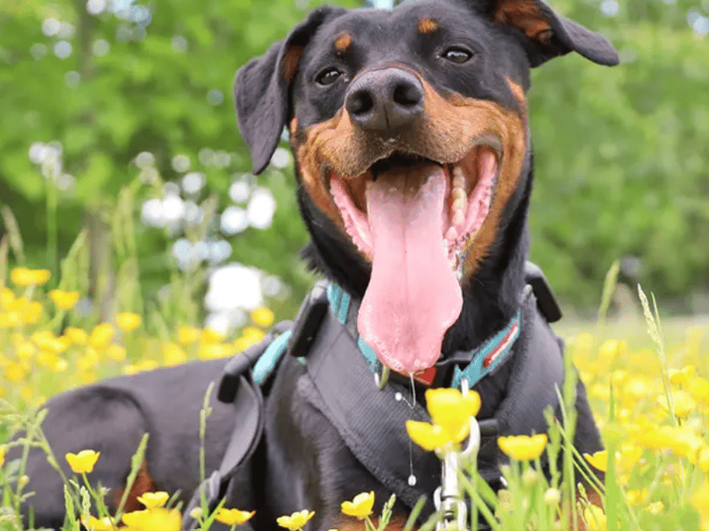 Jupiter is a a six-year-old Dobermann Cross who forms a very strong bond with his friends. Jupiter is what we call a ‘Velcro dog’, because he will stick by your side! He likes to be with his friends all the time so it will be a little while until he can be built up to any time on his own, but this just means more Jupiter cuddles.