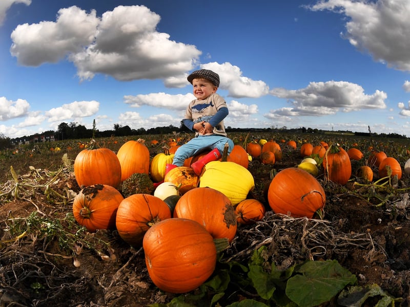 Bert’s Barrow wins over locals with its traditional, dog-friendly farm charm and free entry. With up to 80,000 homegrown pumpkins, mini fairground rides, food stalls, and a bar for adults, its Friday twilight sessions, running until sunset, are particularly famous for catching the ultimate golden-hour autumn photo. 🎃 Hillam, near Selby LS25 5NQ