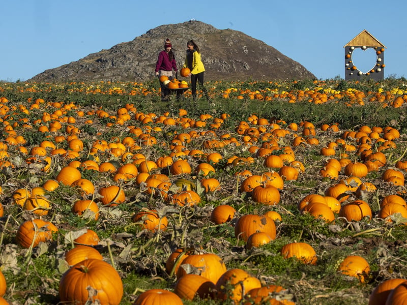 This family run farm, located on the outskirts of North Berwick, is the newest addition to Scotland's pumpkin picking experiences.
Not only do they have a pick your own pumpkin patch but there's also a pumpkin trail, which promises a lakeside adventure with lots of spooky characters to look out for along the way.
Cars, with up to five people, are £18 and the ticket price includes access to the patch, spooky trail and catering village.
2026 Dates: 10-31 October