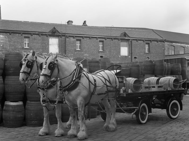 Tetley shire horses and dray at Joshua Tetley Brewery, Leeds, in 1966. Generations of the world-famous shire horses served the company for 184 years, from 1822, when the brewery was established, until 2006, when the owners decided to retire them due to the rising cost of their upkeep. After lorries began delivering barrels, the horses had been kept on for ceremonial and promotional purposes. Tetley's brewery in Leeds closed in 2011 and was demolished the following year.