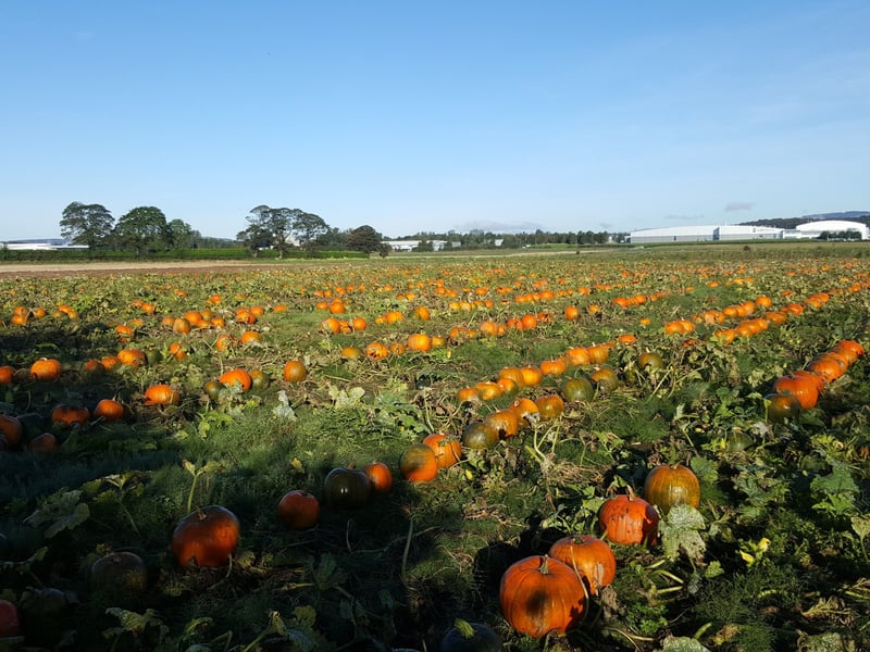 East Yonderton Farm is near Glasgow Airport in Renfrew, and also offers strawberry picking throughout the year too. It's a popular choice for pumpkin picking this autumn, which typically runs for the month of October.  Make sure to get yourself booked in. 