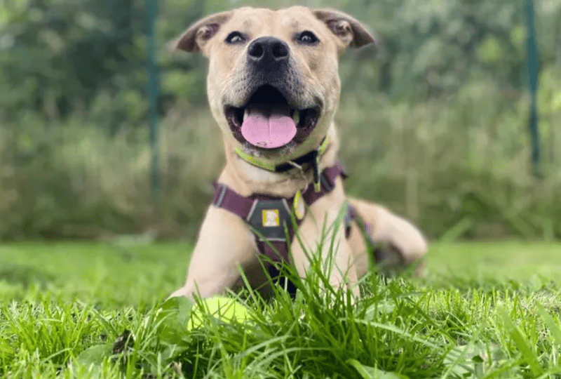 Introducing Annie! A super sweet girl with lots of love to give! She adores being in the company of the people she knows best and leans in when she’s ready to be a snuggle bug. Annie will flourish with patient adopters who can continue to help build up her confidence with everyday life. Underneath the bundle of energy is a sensitive soul, so a home with older teens and no other pets will suit Annie best.