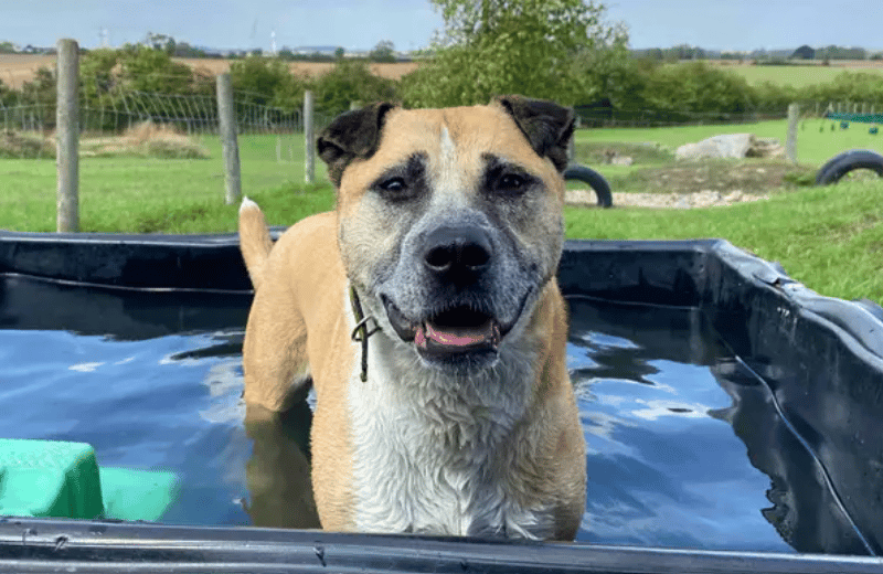 Are you looking for a fun, affectionate and clever companion? Then meet Amber! She’s looking for adopters who are able to provide plenty of company at home and happy to go on adventures in peaceful areas. House training should only need a refresher, but some support will be needed for introducing alone time.