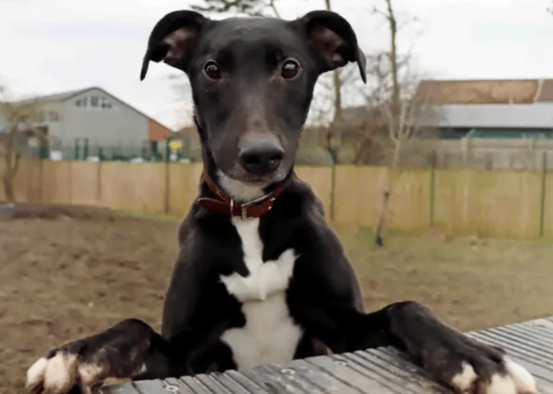 Ollie is ready to find his forever home! He settles well when home alone and is house trained. A home with a garden will be great for zoomies. He is a lively and bouncy lad so would be best to live with older teens. Pending a successful meet, Ollie can live with another dog who enjoys his playstyle. A home with minimal visitors will be ideal as Ollie has previously struggled with lots of hustle and bustle of people.