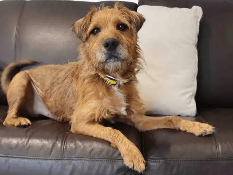 Ralphie is looking for a calm home set up with adult adopters. He’s previously been housetrained, although we would suggest any time alone be built up gradually. It’ll be best for Ralphie to be the only dog in the home and have quieter areas to explore on walks.