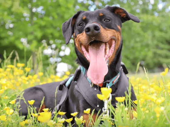 Jupiter is a fully housetrained 6-year-old Doberman looking for a calm, adult-only home with no other pets. He is a "Velcro dog" who needs someone around most of the time and a secure garden with high fencing. While he can be worried by other dogs, he happily wears his muzzle and has made great progress with his training.
