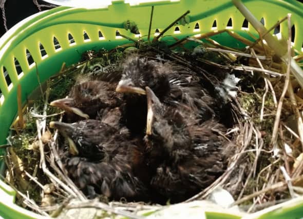 The baby robins in their old car nest.