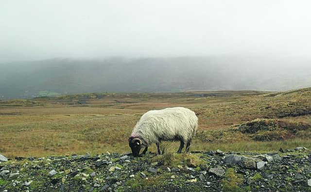 Bare pickings for Connemara farmers.