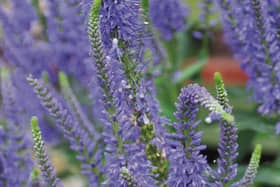 Veronica 'Ulster Blue Dwarf' loved for its intense violet blue flowers
