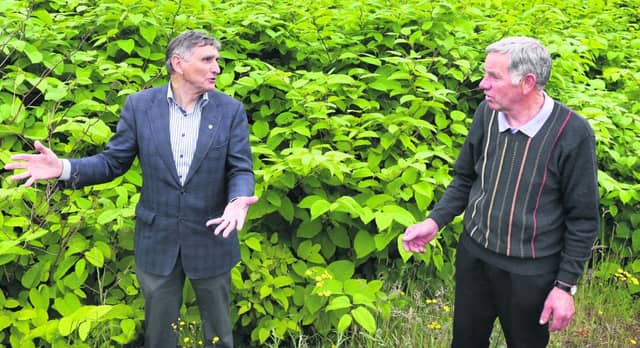 Cllr Sean Ó Tuairisg and John Walsh, Chairman of Comharchumann Dhúiche Sheoigheach at the Japanese knotweed growing on the side of the road near Cor na Mona. PHOTO: JOE O'SHAUGHNESSY
