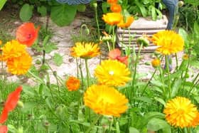 Inefficiency in making compost leads to an unexpected bonus of marigolds and poppies