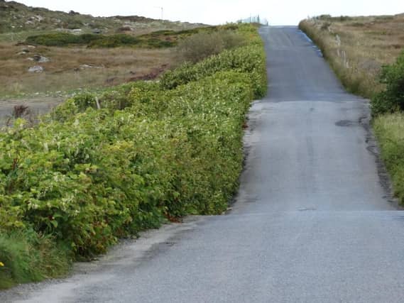 Japanese knotweed on one Connemara road.