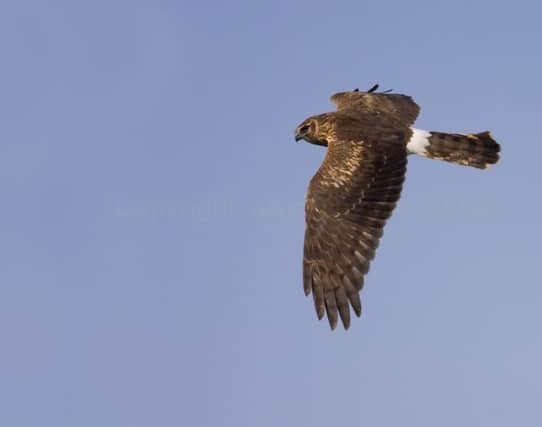 Hen harrier