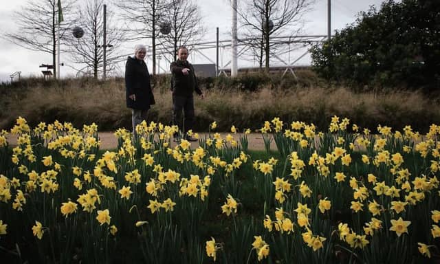 Daffodils in full bloom in the run-up to Christmas as we enjoy an exceptionally mild winter.