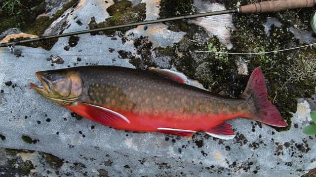 Arctic char...extinct.