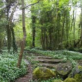 Merlin Woods (file photo)