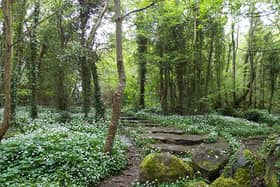 Merlin Woods (file photo)