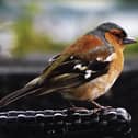 The photograph of a chaffinch which Daragh Murphy took at Kylemore Abbey.