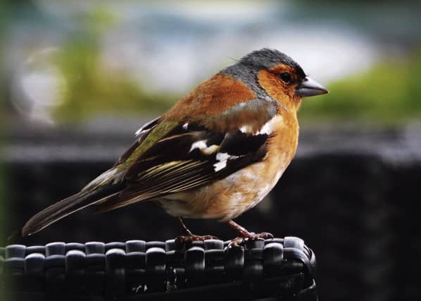 The photograph of a chaffinch which Daragh Murphy took at Kylemore Abbey.