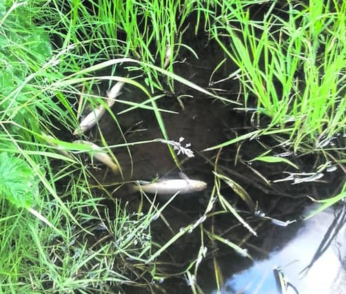 An indication of the damage done to fish life on the Yellow River near Dunmore.