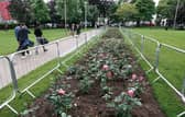 The newly-planted rose bed in Eyre Square: part of the work to have Galway looking its best for the Capital of Culture judges.