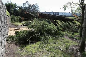 The felled trees in Salthill Park. PHOTO: JOE O'SHAUGHNESSY