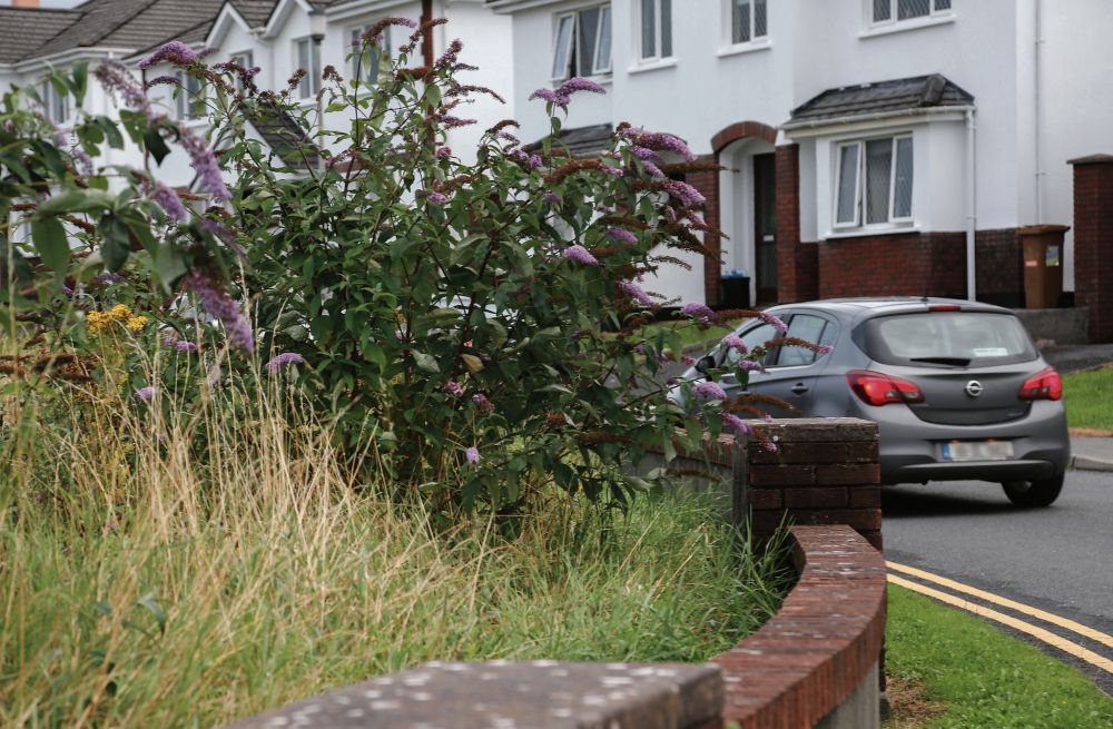 The vegetation at Belmont which residents say is blocking the view of drivers.