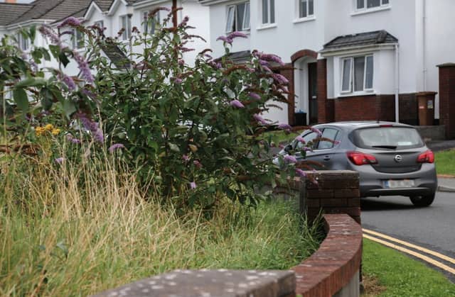 The vegetation at Belmont which residents say is blocking the view of drivers.