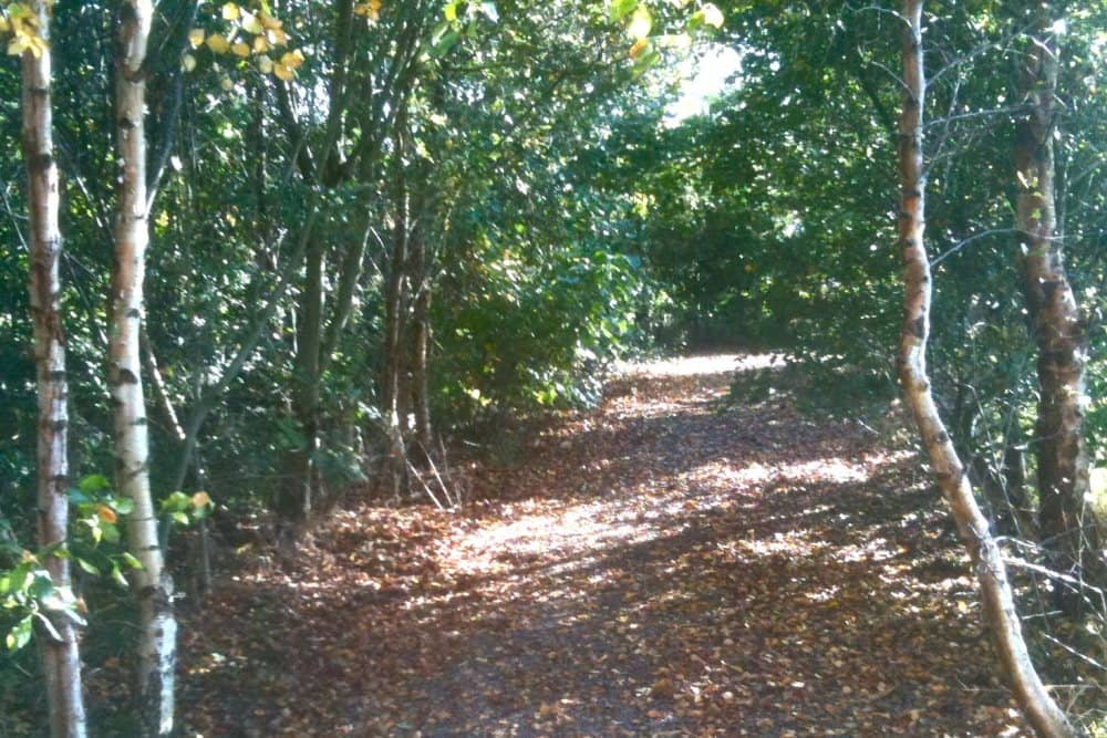 Terryland Forest Park