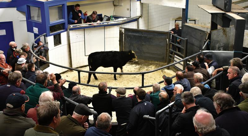 A nice quality heifer attracts the buyers at the Athenry Mart Weanling Show and Sale last Thursday. PHOTO: JOHNNY RYAN PHOTOGRAPHY.  