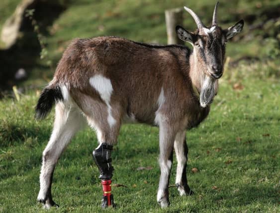 Lady Go-Go the three-legged goat was this week getting used to wearing her new prosthesis at Ben Lettery Hostel.