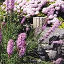 Pink-flowered Liatris blending in with a Hydrangea in the background.