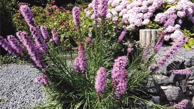 Pink-flowered Liatris blending in with a Hydrangea in the background.