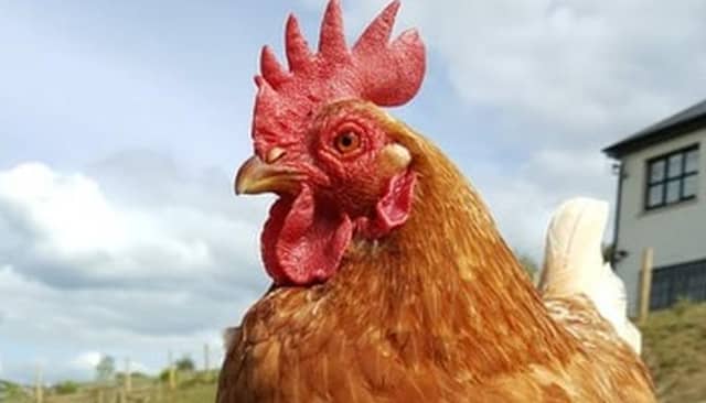 Henny the hen, acting the cockerel.