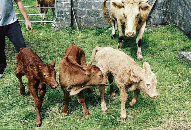 Cattle be the day: triplet surprise on Matt Curran's farm in An Spidéal.