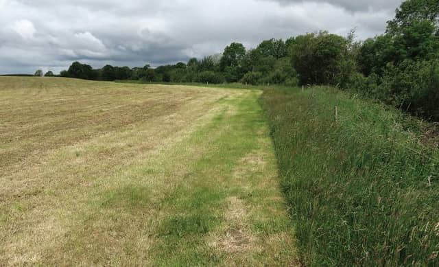 Riparian margins – the untouched strips of vegetation between a river boundary and the rest of the land – are ‘key players’ in terms of water quality preservation.