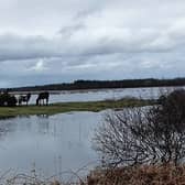 The horses stranded off the Headford Road last weekend.