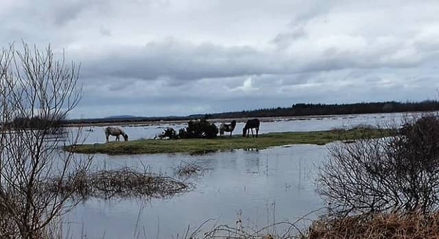 The horses stranded off the Headford Road last weekend.