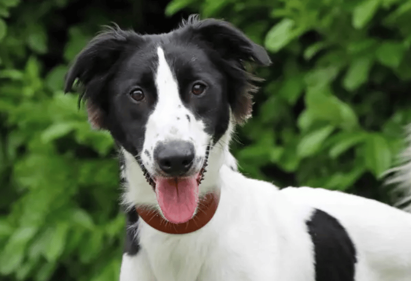 Robin is a super fun lad who loves nothing more than a game with his toys. Soft squeakies are great, but a football is by far his favourite! A home with a garden and no neighbouring dogs would make the paw-fect play area for him to enjoy lots of games and fun activities! When out and about, Robin likes to take in the sights and smells in peaceful areas.