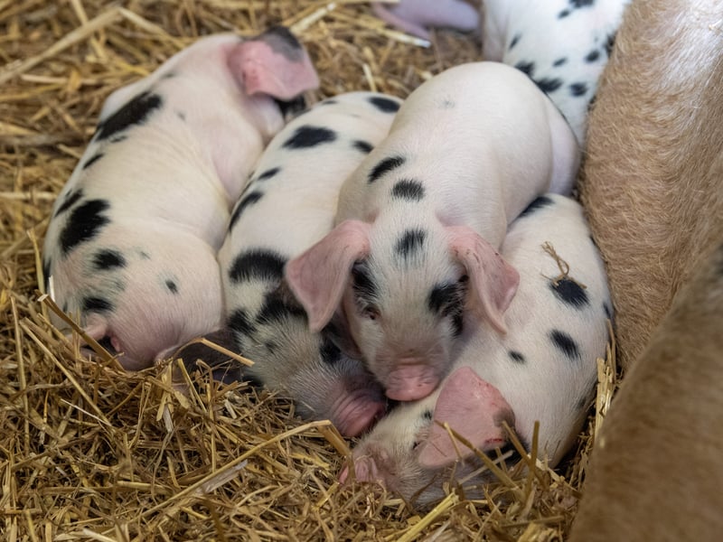 The Home Farm at Temple Newsam gives you the opportunity to get up close with your favourite farmyard animals. This is the place to see some of the rarest farm animals in Europe including the vaynol cow, white faced woodland sheep, and middle white pigs.